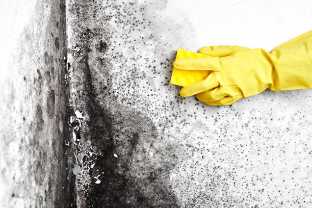 Best Industrial Mold Remediation  in South Eliot, ME